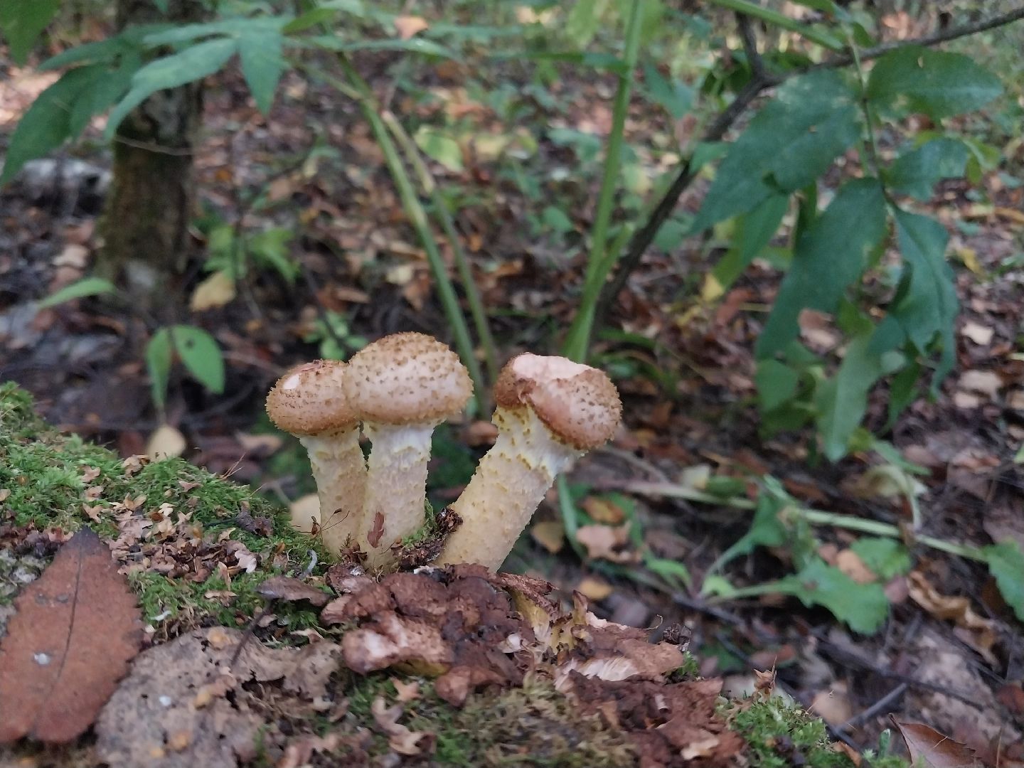 Коломна, грибной сезон, грибы, лес, сбор грибов,