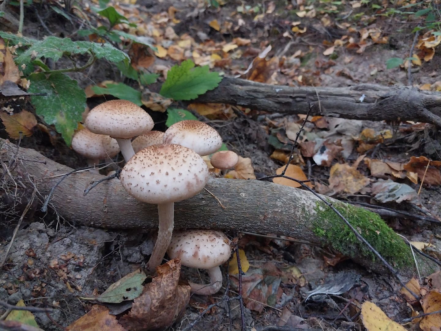 Коломна, грибной сезон, грибы, лес, сбор грибов,