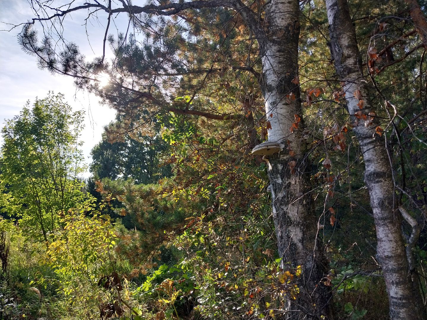 Коломна, грибной сезон, грибы, лес, сбор грибов,