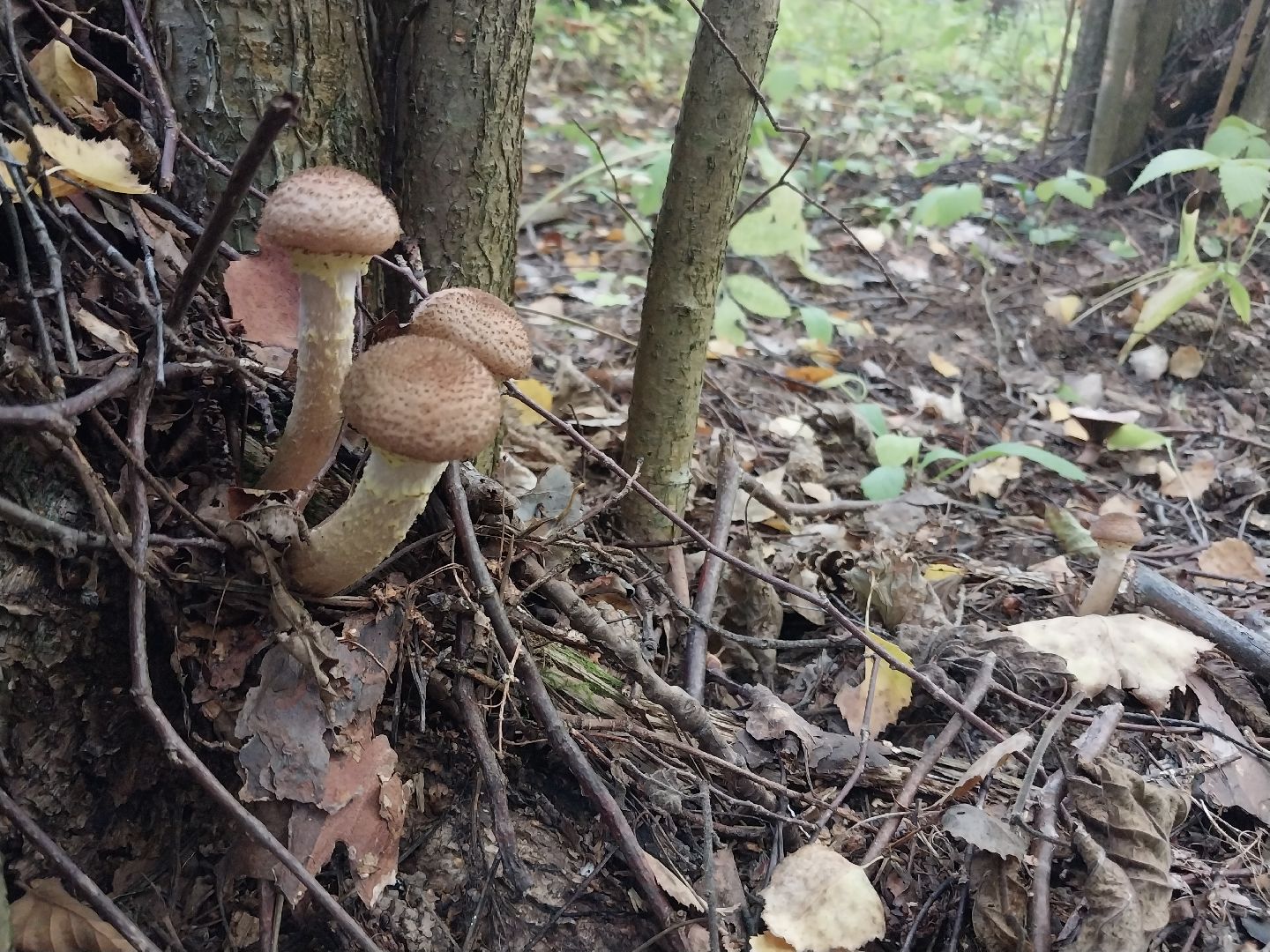 Коломна, грибной сезон, грибы, лес, сбор грибов,