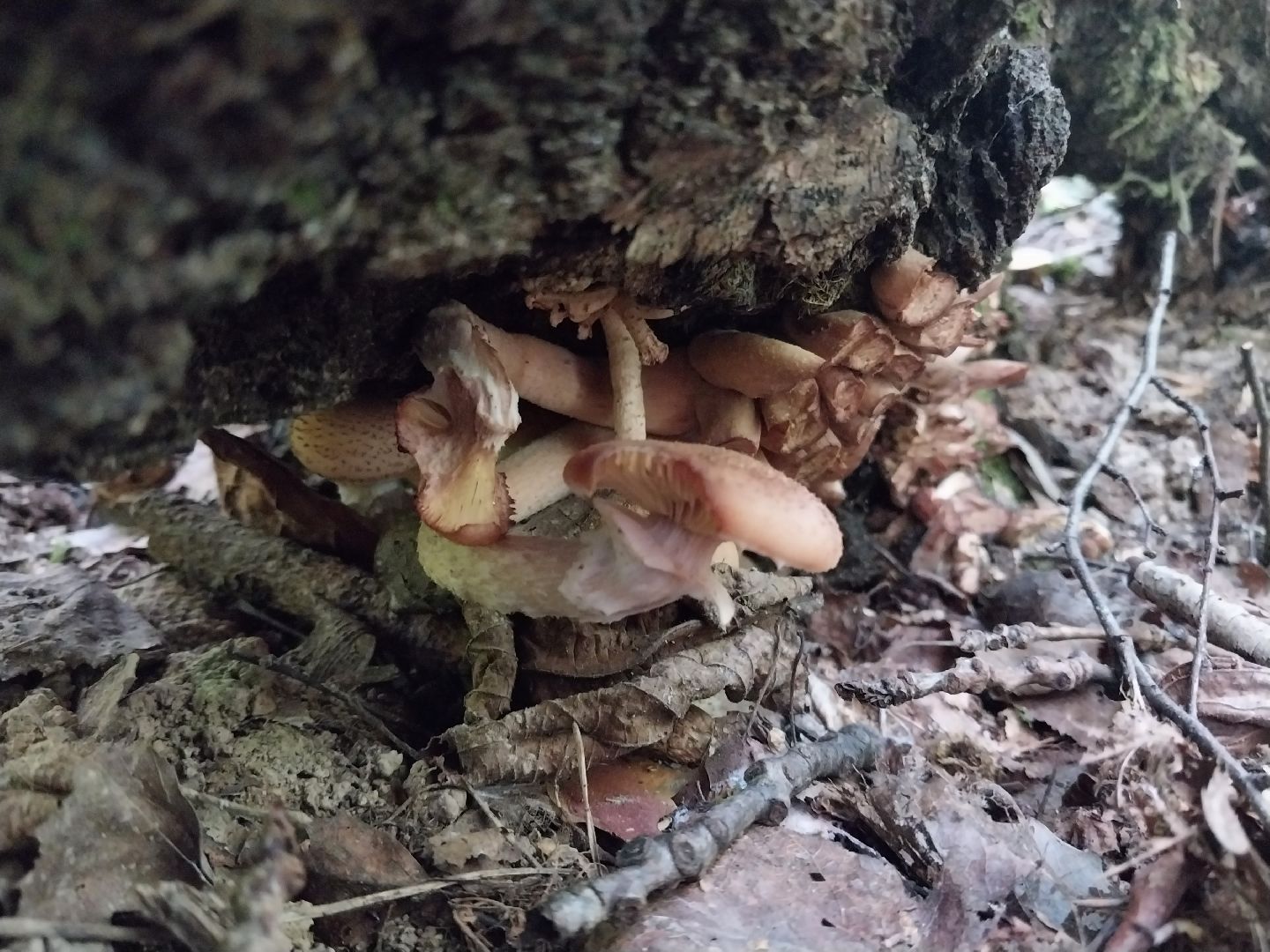 Коломна, грибной сезон, грибы, лес, сбор грибов,