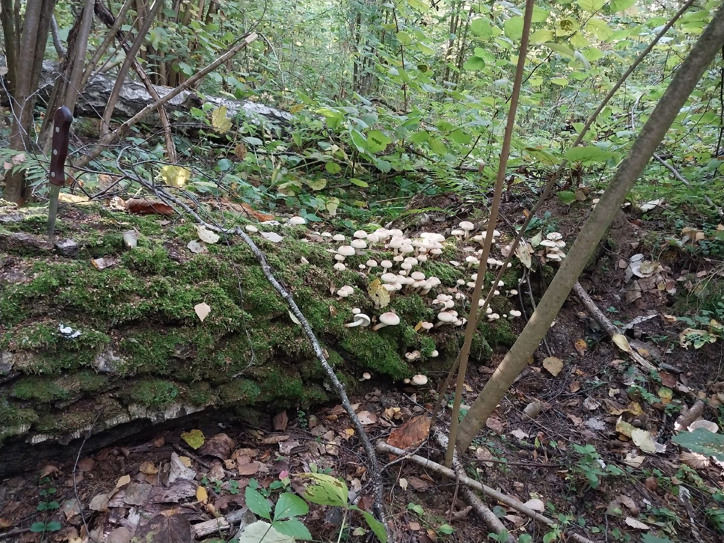 Коломна, грибной сезон, грибы, лес, сбор грибов,