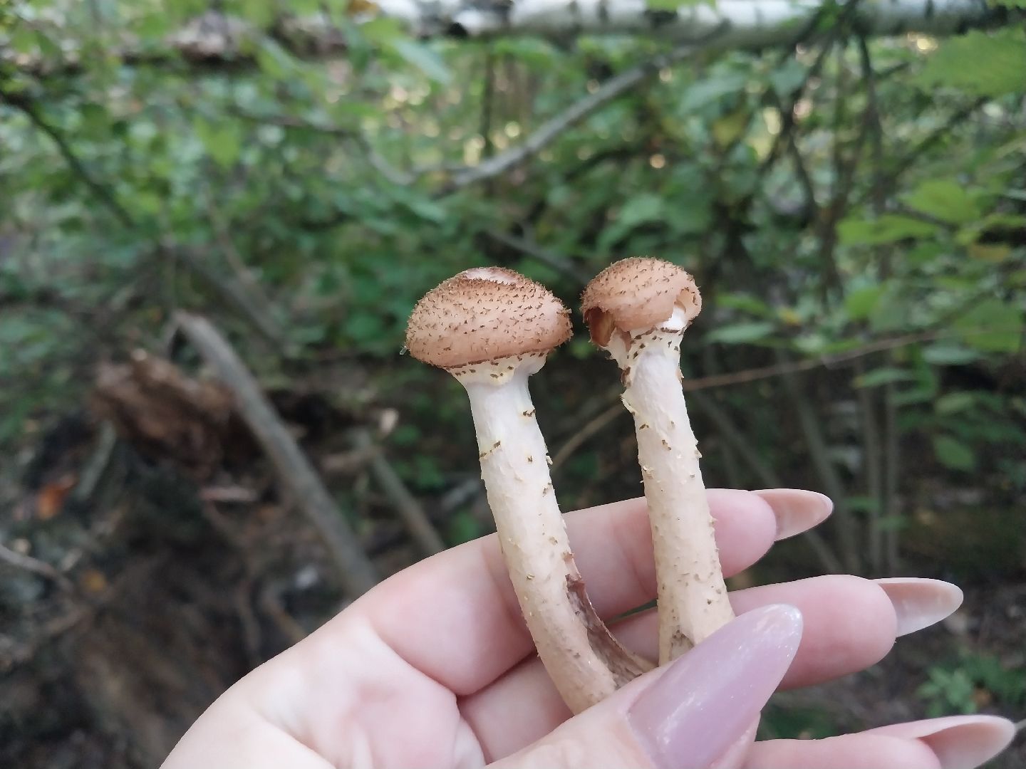 Коломна, грибной сезон, грибы, лес, сбор грибов,