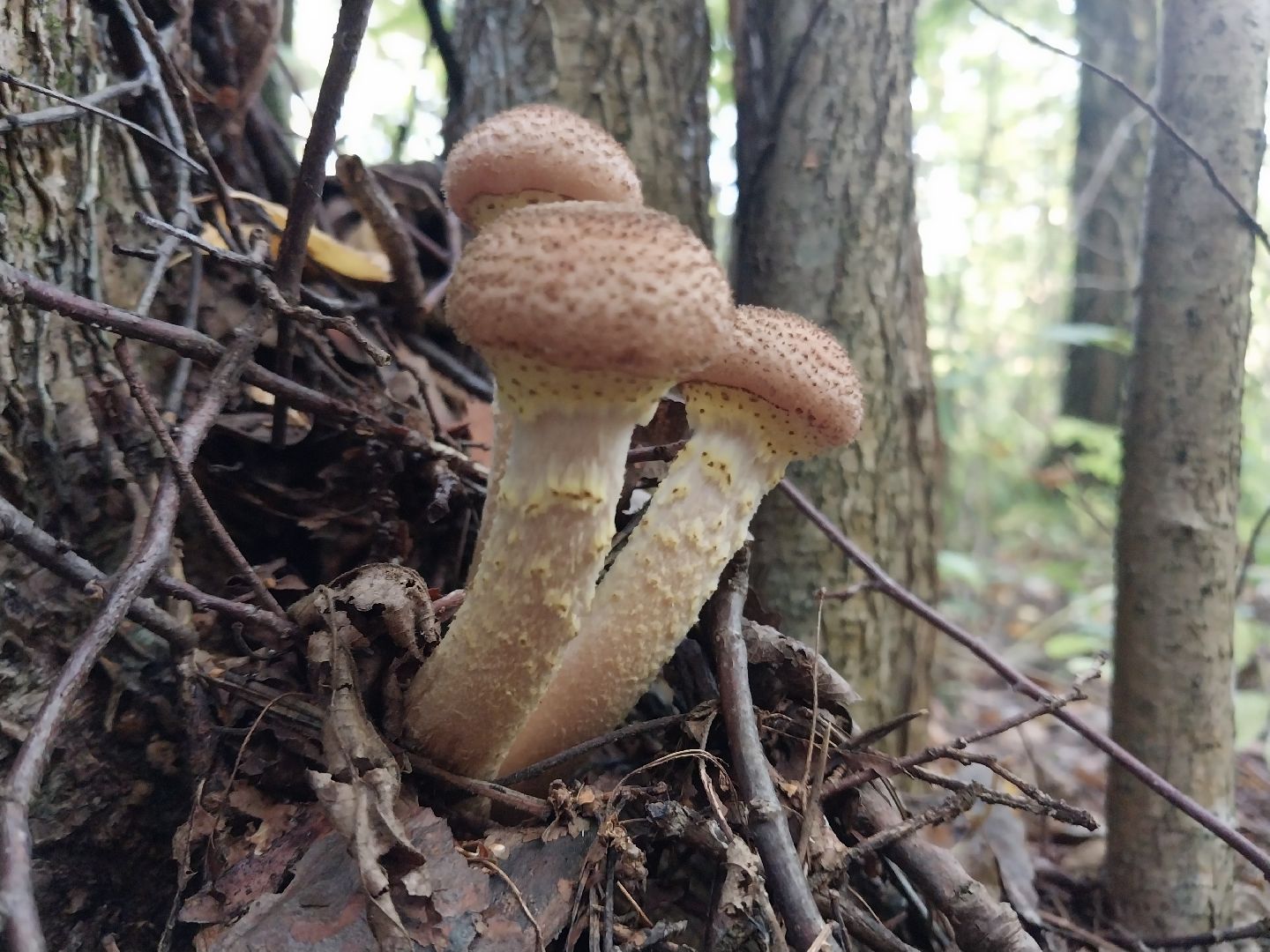 Коломна, грибной сезон, грибы, лес, сбор грибов,