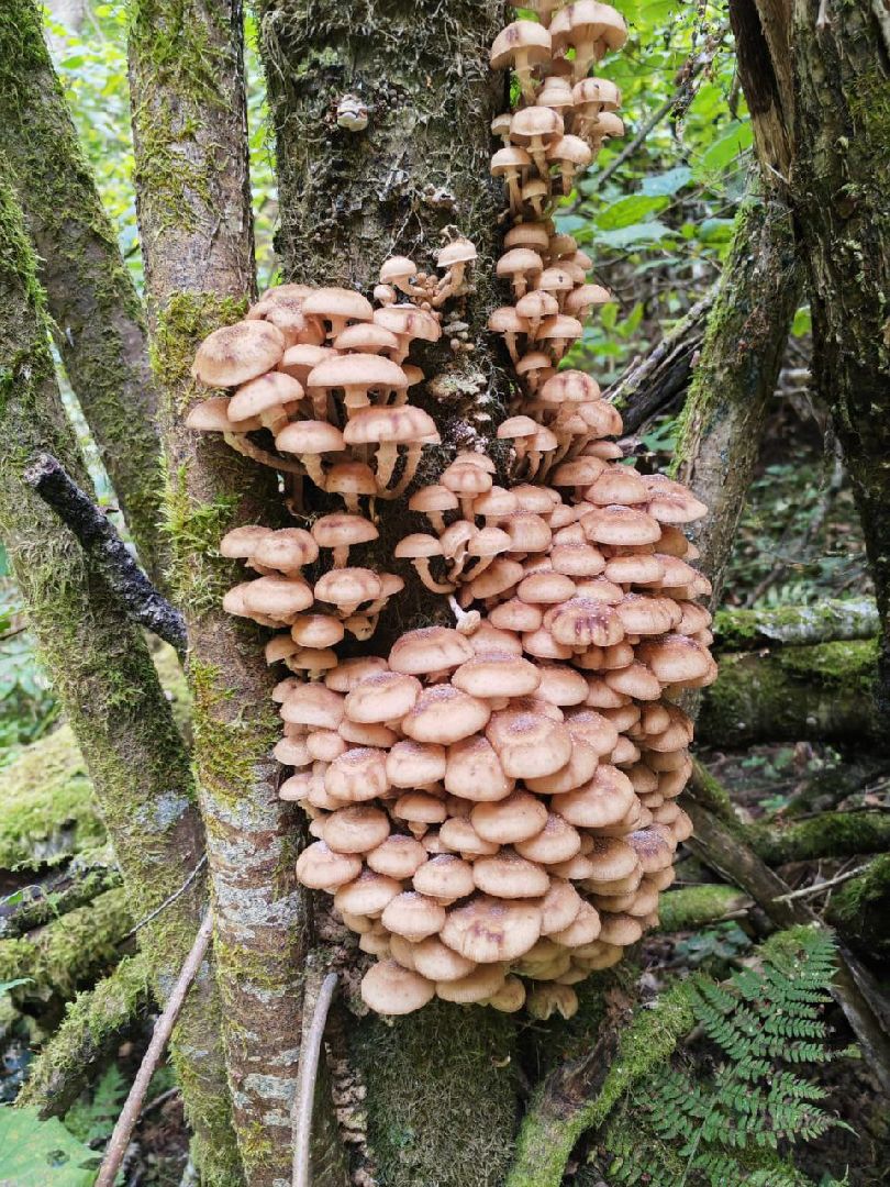 грибы, грибной сезон, подмосковье,