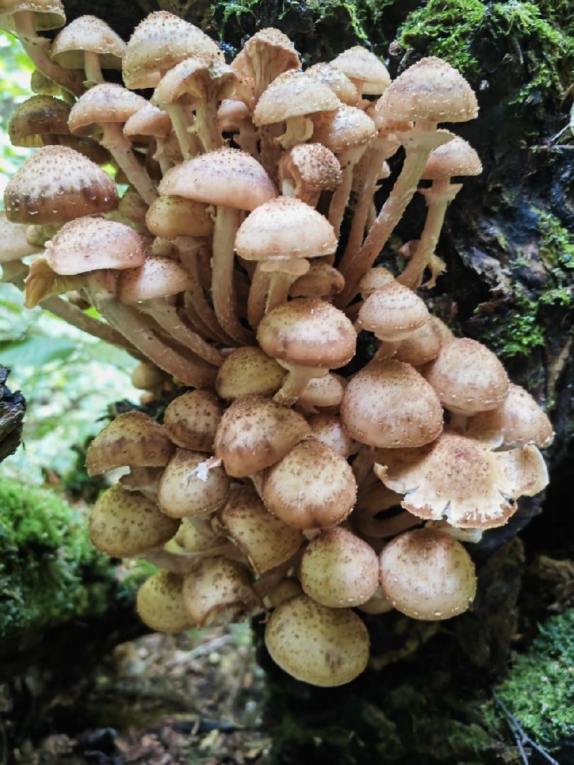 грибы, грибной сезон, подмосковье,