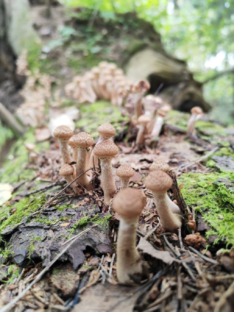 грибы, грибной сезон, подмосковье,