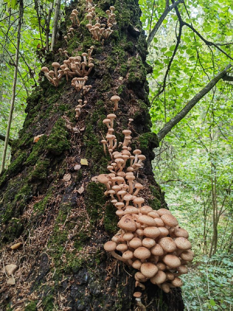 грибы, грибной сезон, подмосковье,