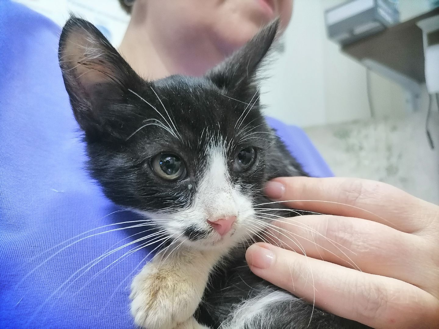 регистрацияживотных,