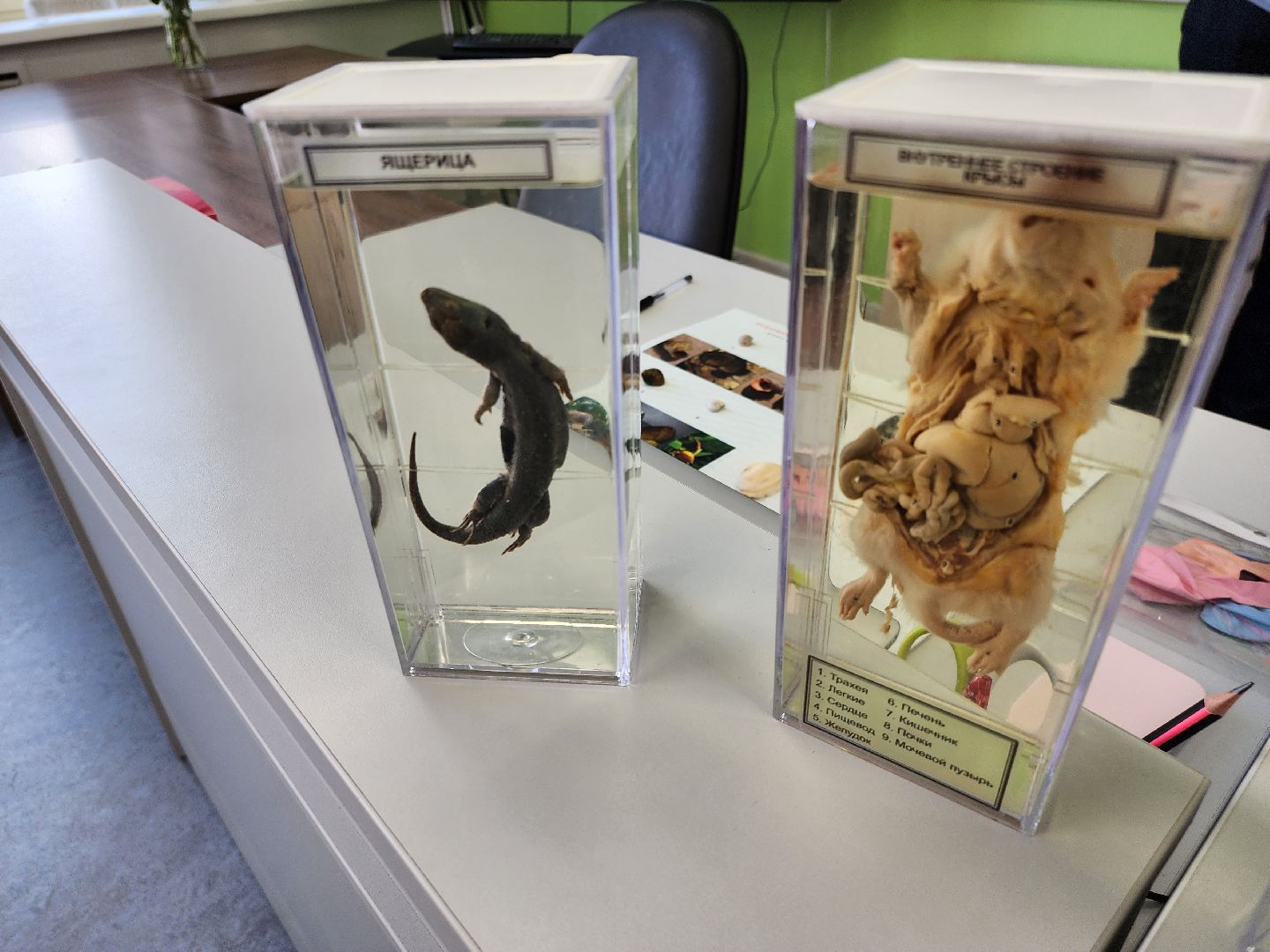 подольск, школа, биология, химия,