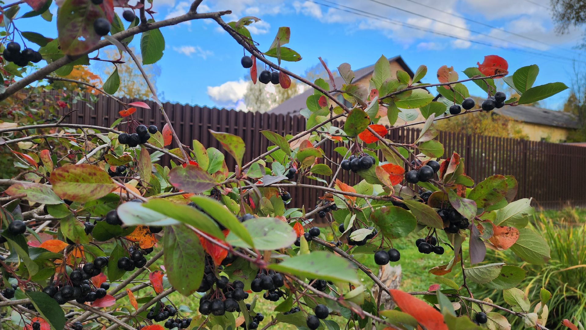 Подмосковье, городской округ пушкинский, ашукино, сельская местность, пушкинская электросеть, благоуйстройство,