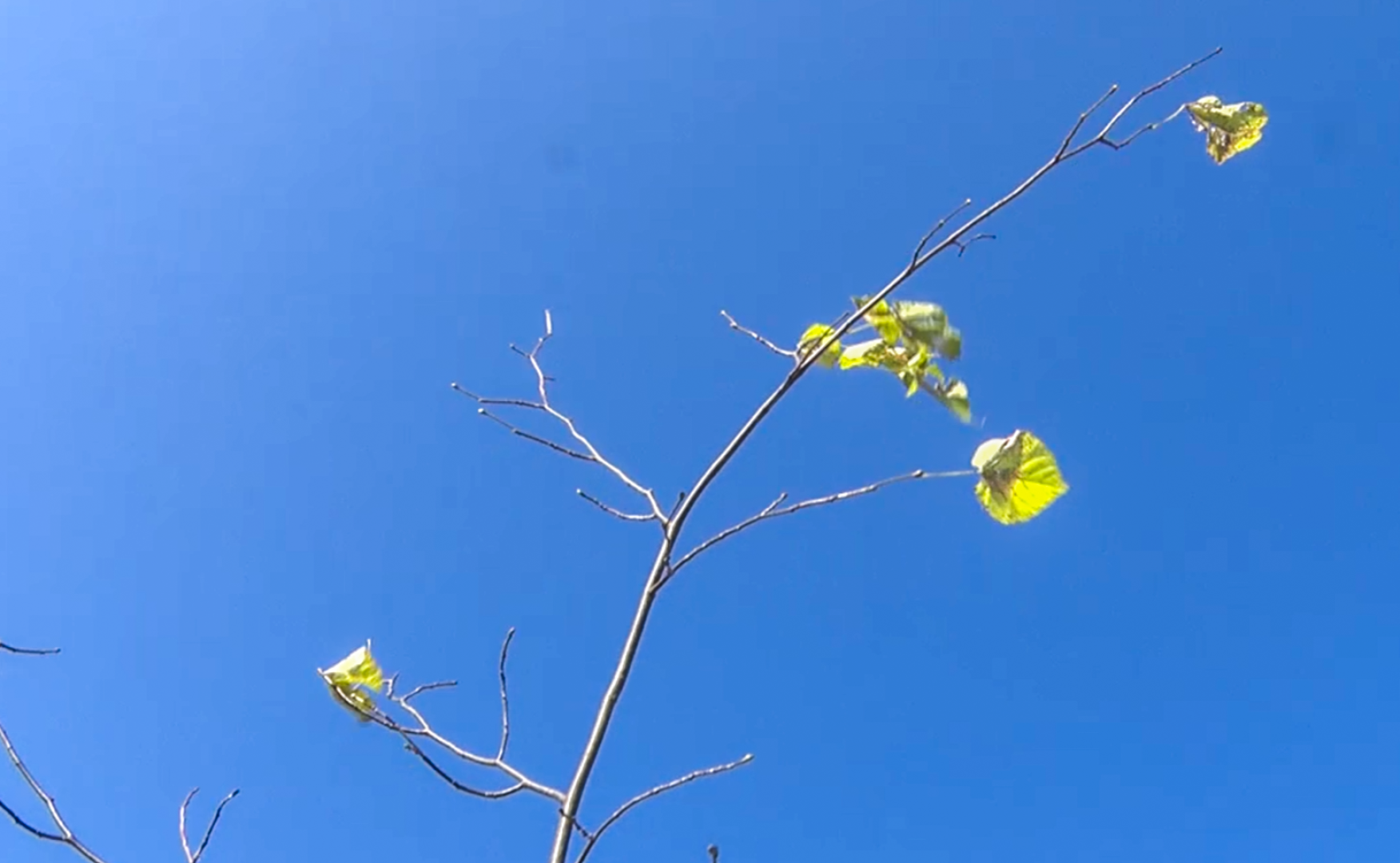 Клин, общество, акции, благоуйстройство, экология,