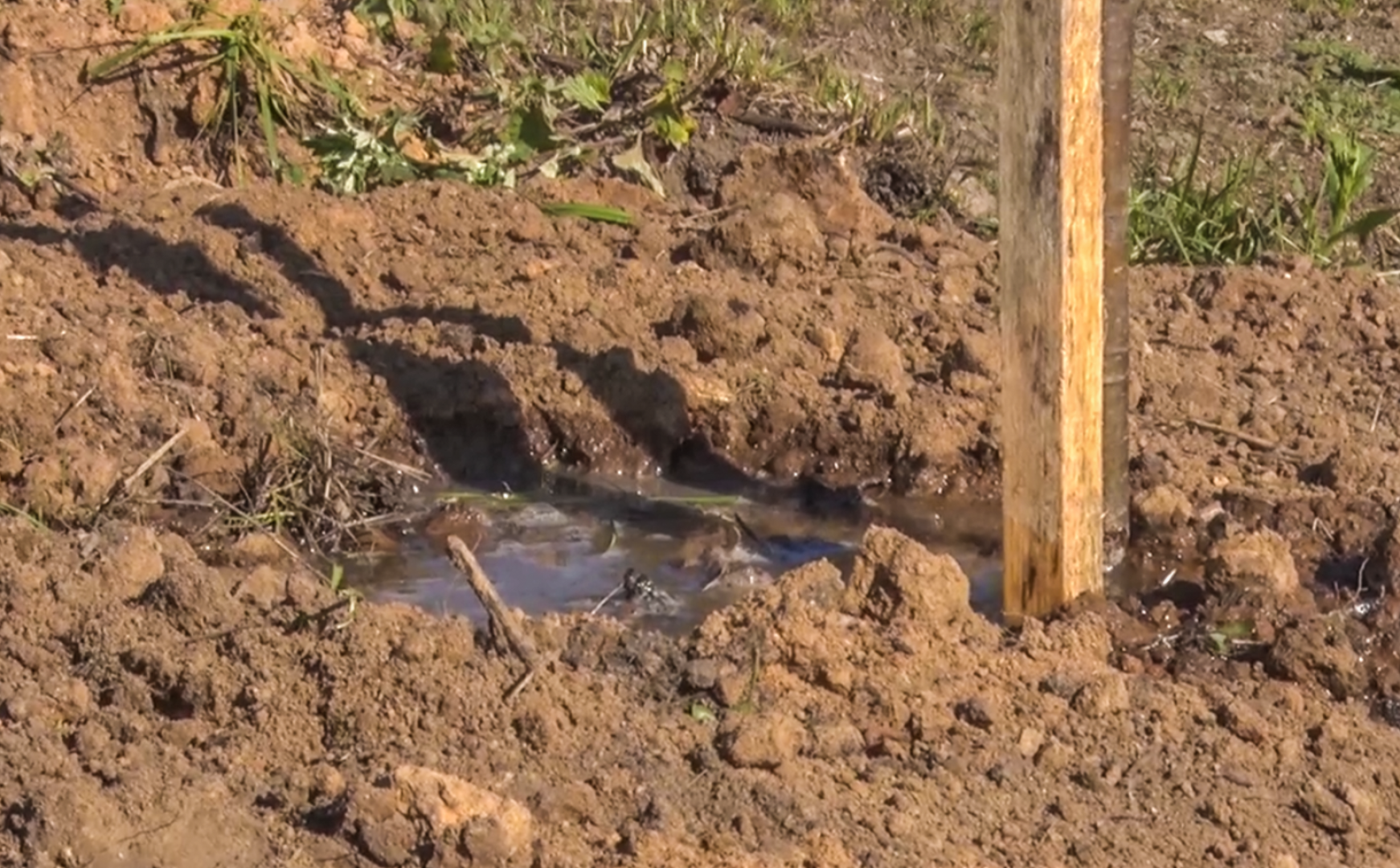 Клин, общество, акции, благоуйстройство, экология,