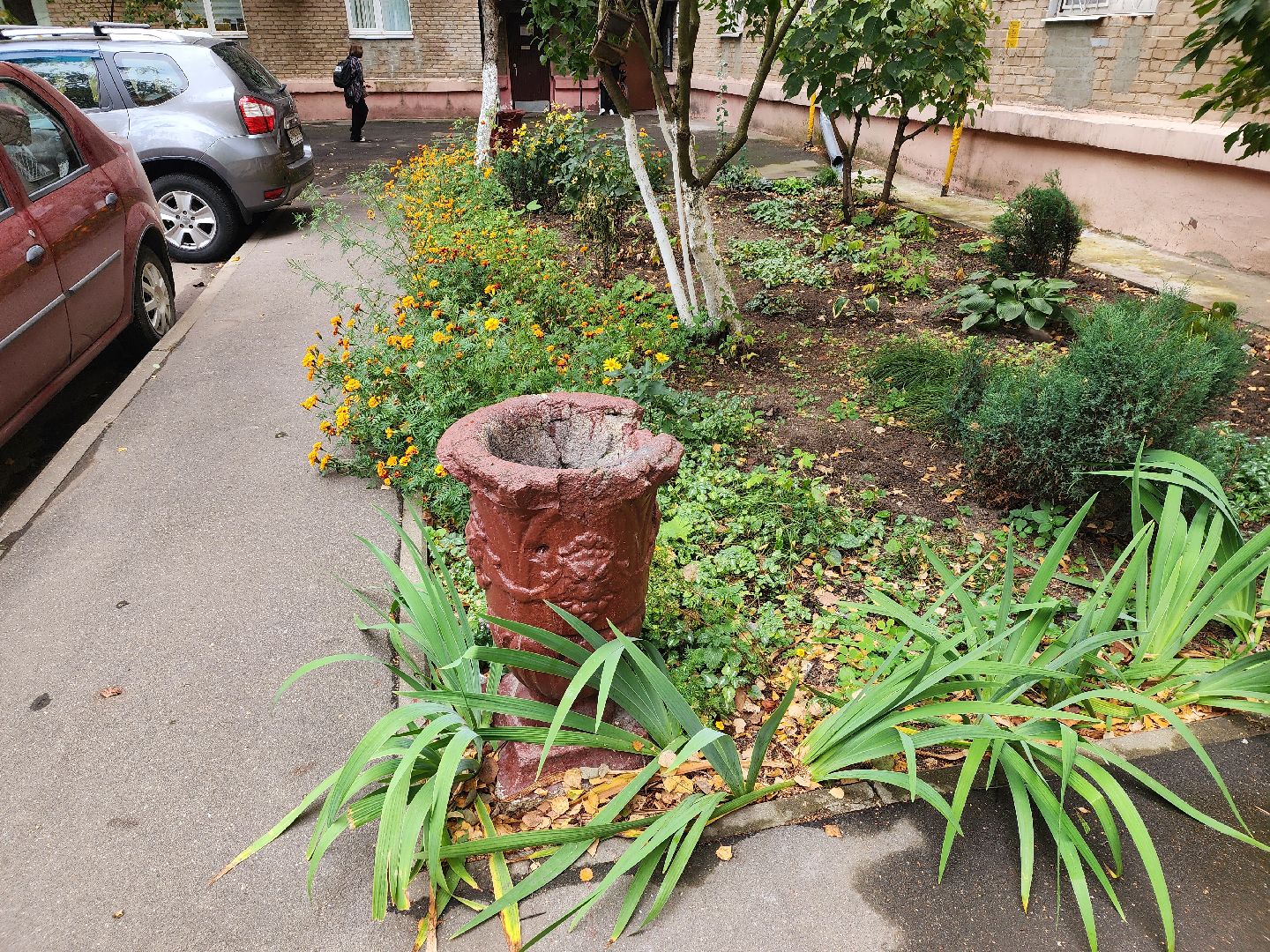 Полина Голосная, клумба, палисадник, растения,