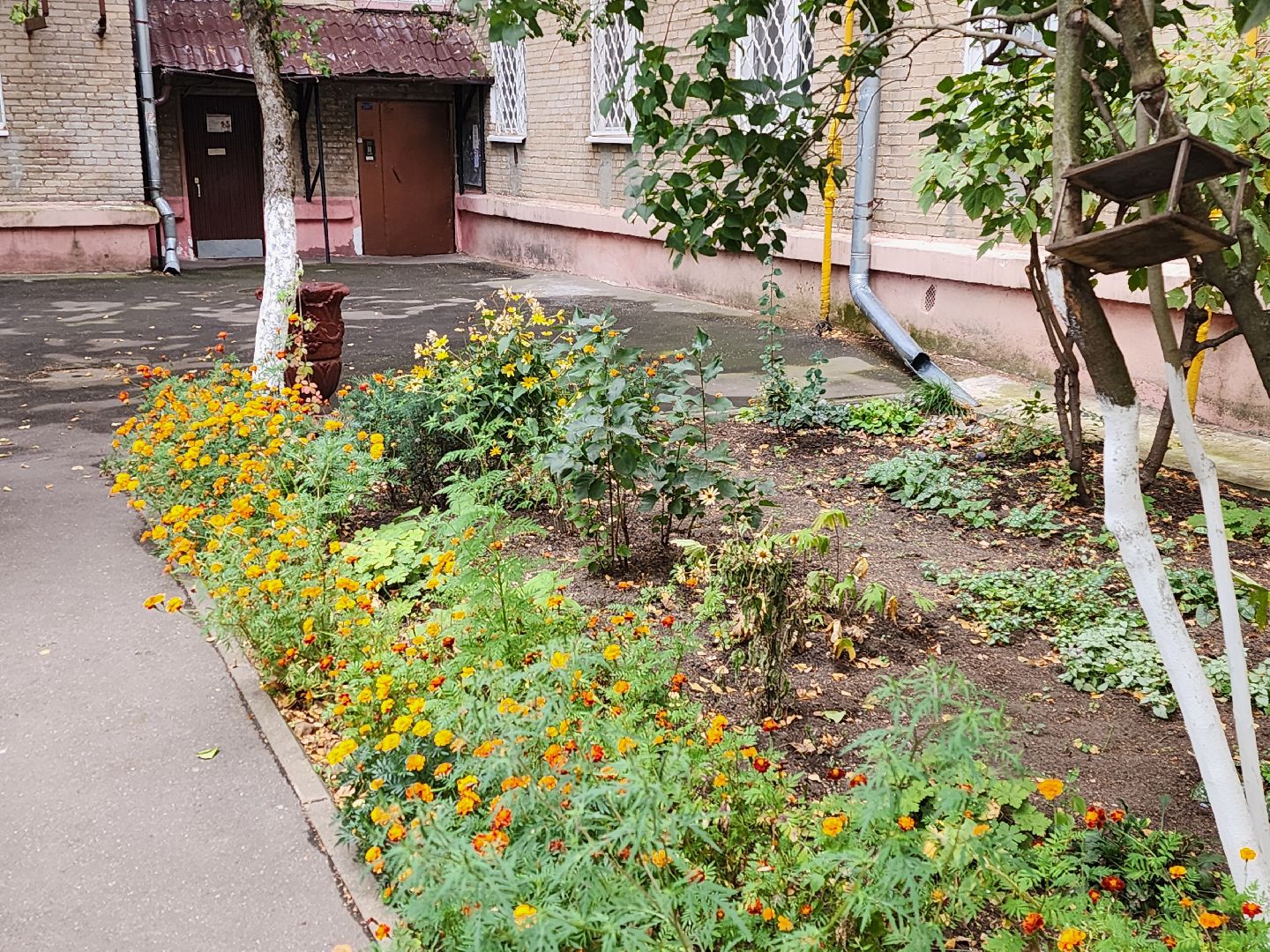 Полина Голосная, клумба, палисадник, растения,