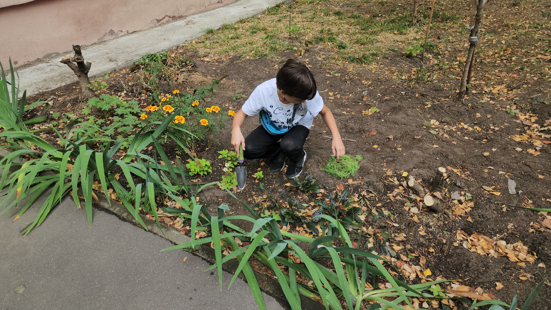 Полина Голосная, клумба, палисадник, растения,