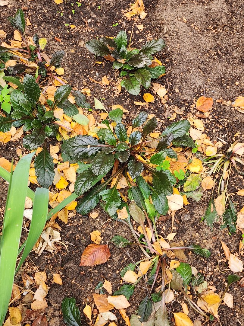 Полина Голосная, клумба, палисадник, растения,