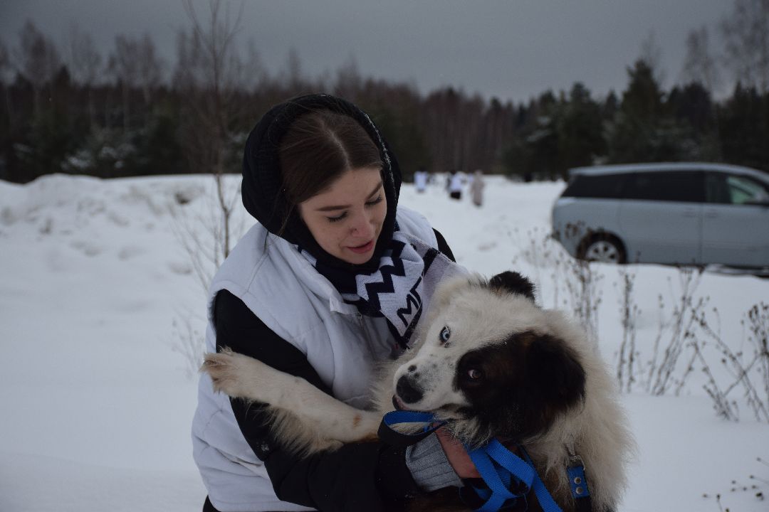 Павловский Посад, волонтёры, приют, Аверкиево, городской округ Павловский Посад, Молодая Гвардия, Единая Россия, помощь