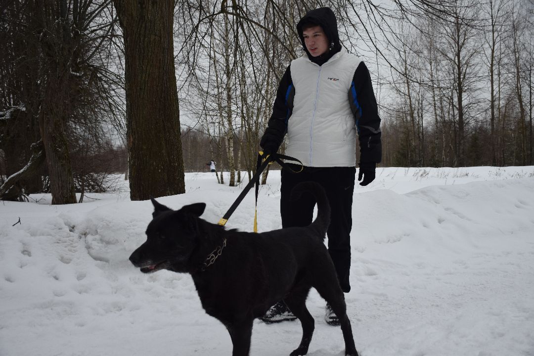 Павловский Посад, волонтёры, приют, Аверкиево, городской округ Павловский Посад, Молодая Гвардия, Единая Россия, помощь