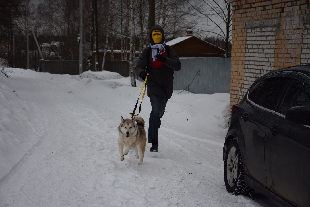 Павловский Посад, волонтёры, приют, Аверкиево, городской округ Павловский Посад, Молодая Гвардия, Единая Россия, помощь