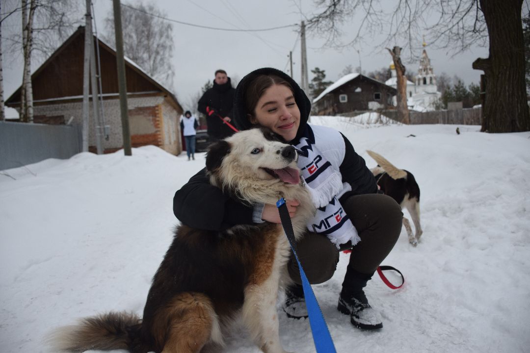 Павловский Посад, волонтёры, приют, Аверкиево, городской округ Павловский Посад, Молодая Гвардия, Единая Россия, помощь