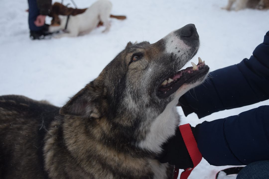 Павловский Посад, волонтёры, приют, Аверкиево, городской округ Павловский Посад, Молодая Гвардия, Единая Россия, помощь