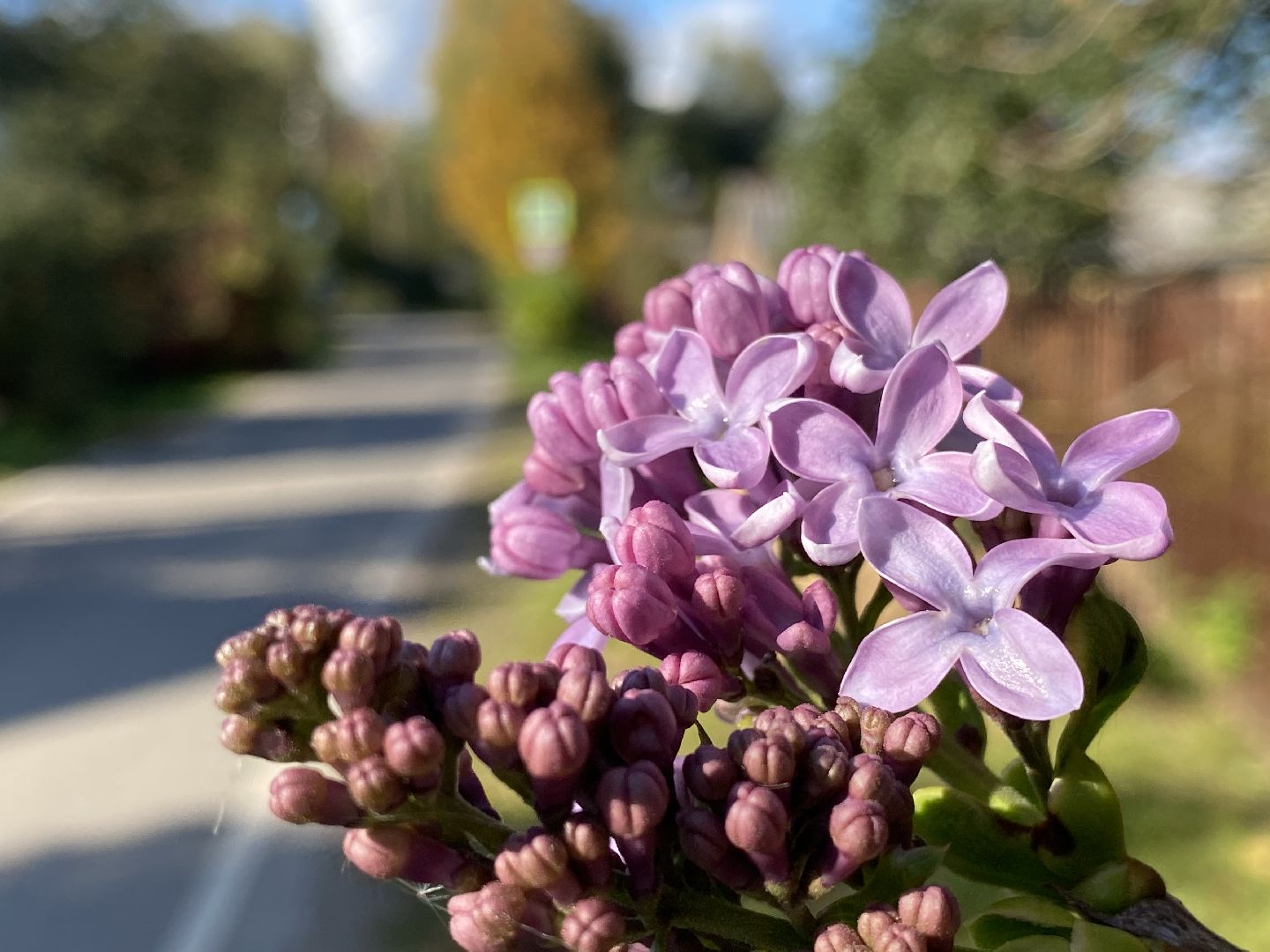 волоколамск, сирень, осень, люди, жители города, экология, природное явление,