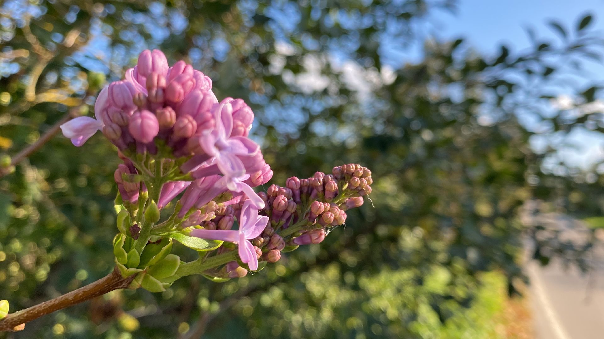 волоколамск, сирень, осень, люди, жители города, экология, природное явление,