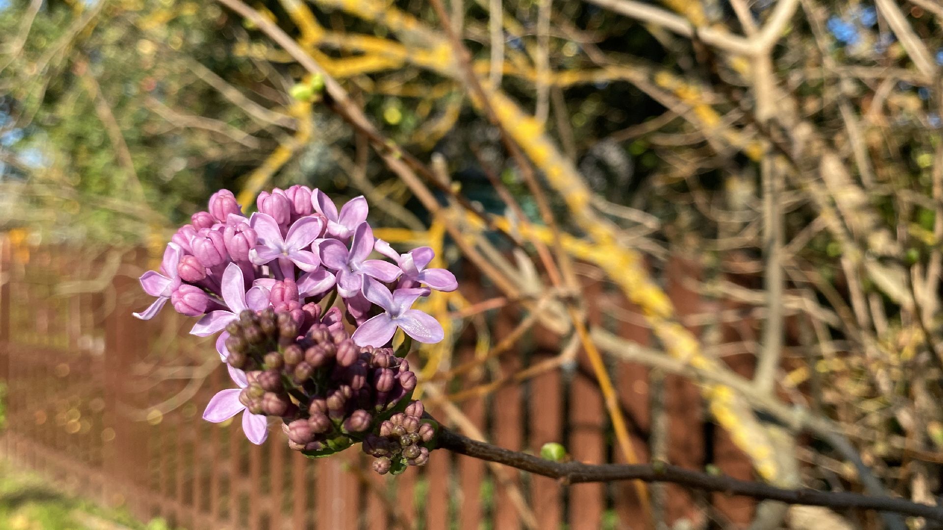 волоколамск, сирень, осень, люди, жители города, экология, природное явление,