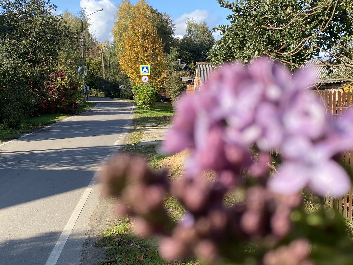волоколамск, сирень, осень, люди, жители города, экология, природное явление,
