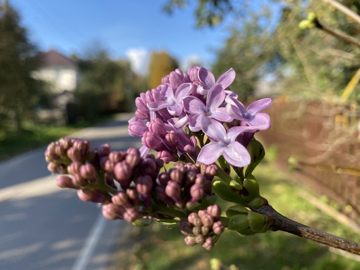волоколамск, сирень, осень, люди, жители города, экология, природное явление,
