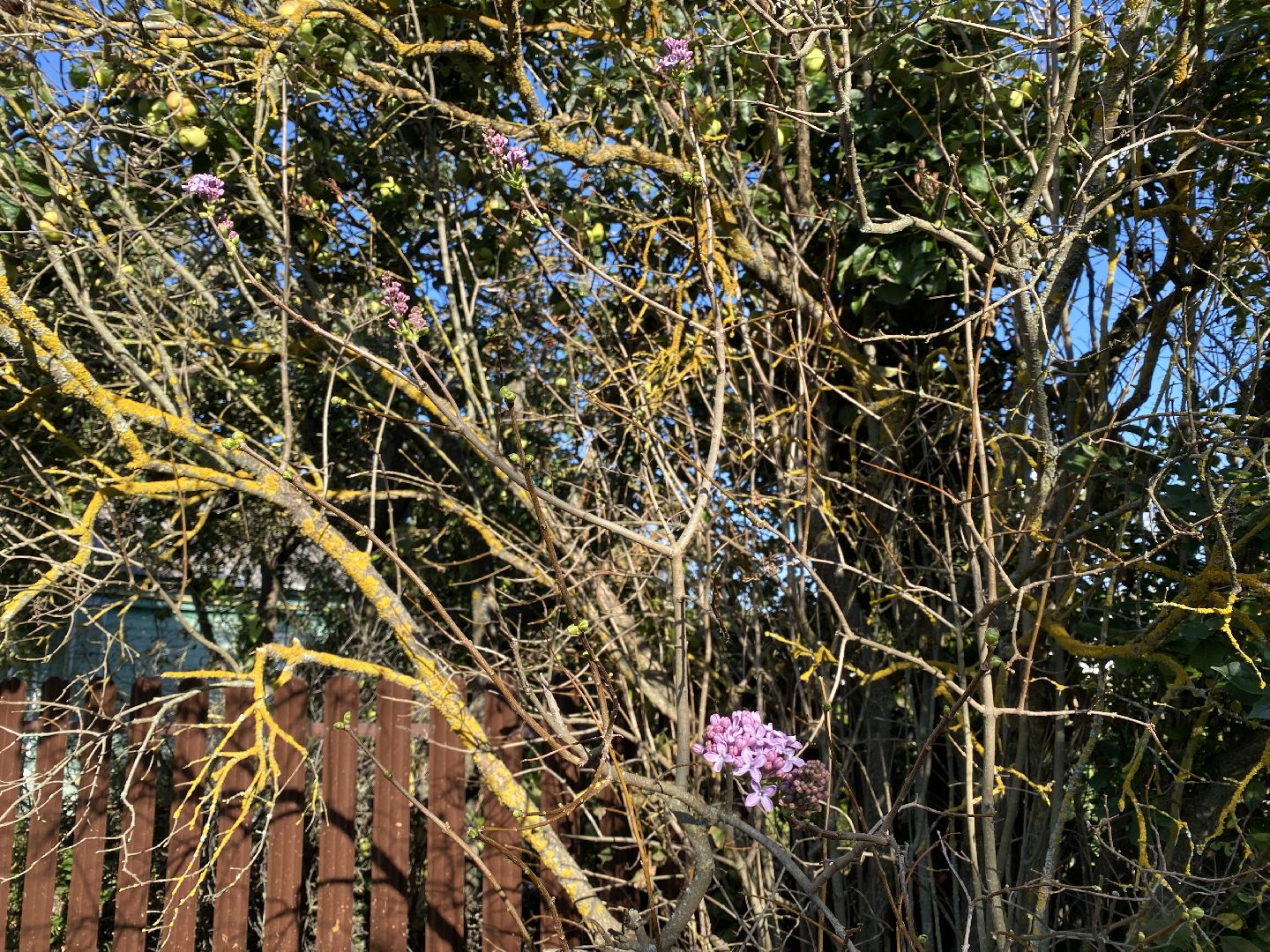 волоколамск, сирень, осень, люди, жители города, экология, природное явление,