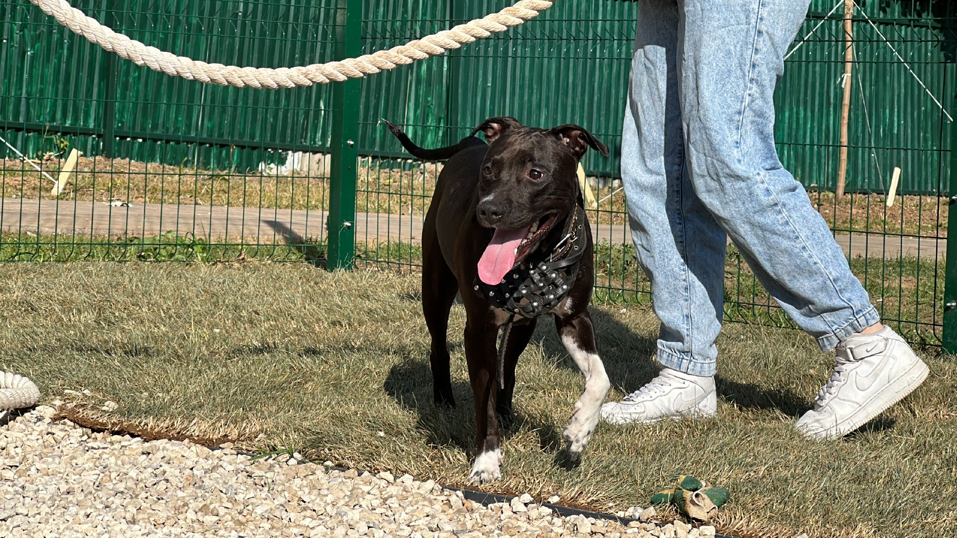 Одинцово, Благоустройство, Парки Подмосковья, Собаки,