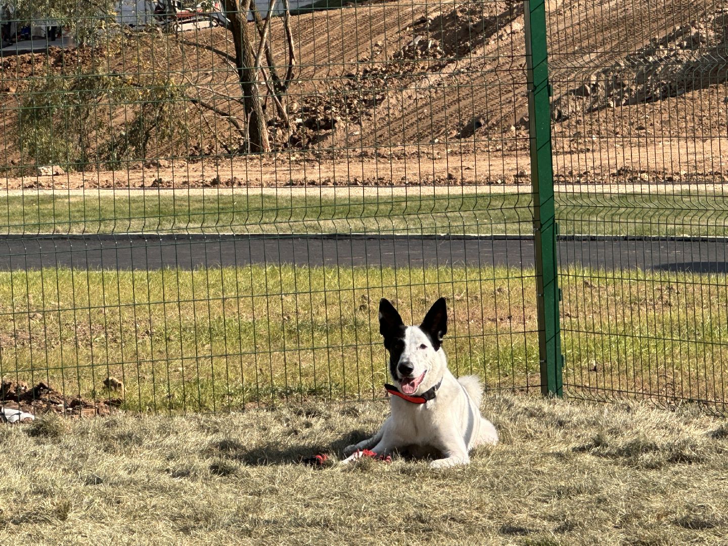Одинцово, Благоустройство, Парки Подмосковья, Собаки,