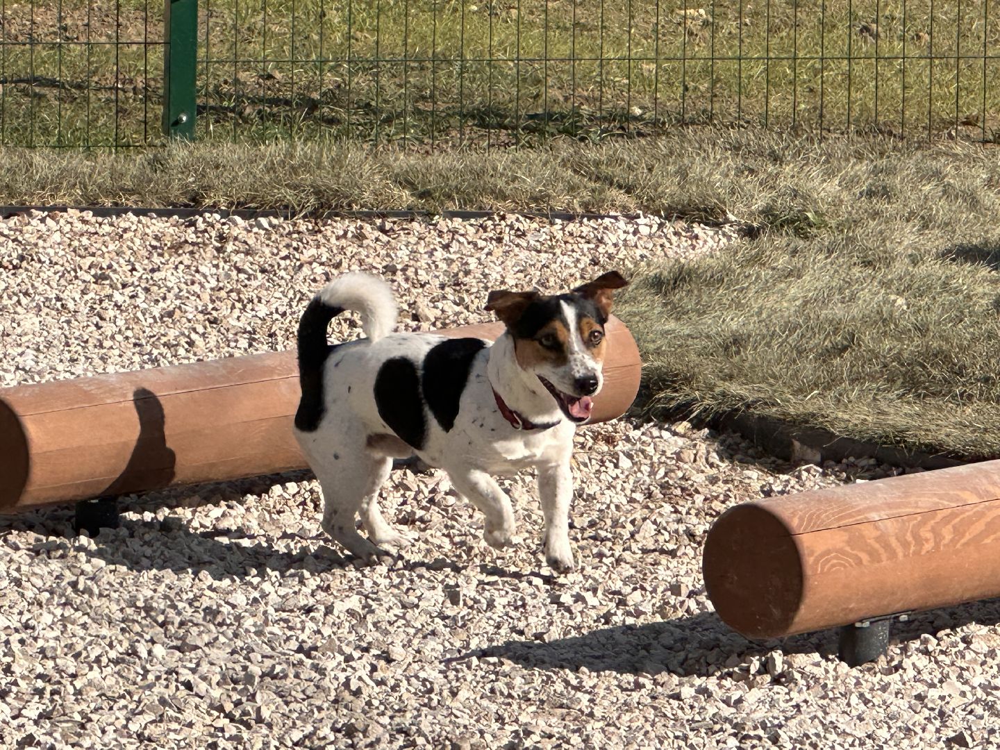 Одинцово, Благоустройство, Парки Подмосковья, Собаки,