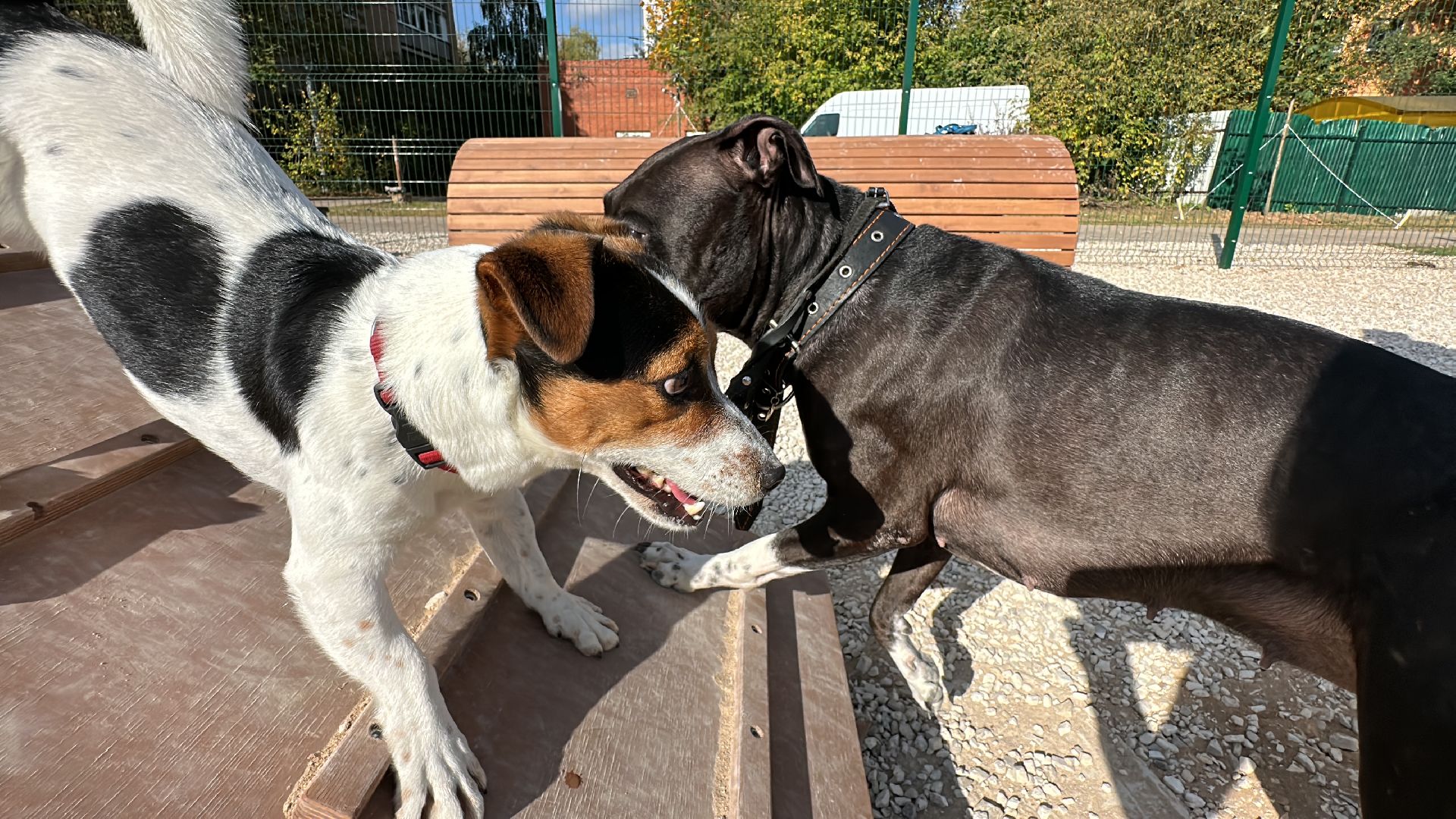 Одинцово, Благоустройство, Парки Подмосковья, Собаки,