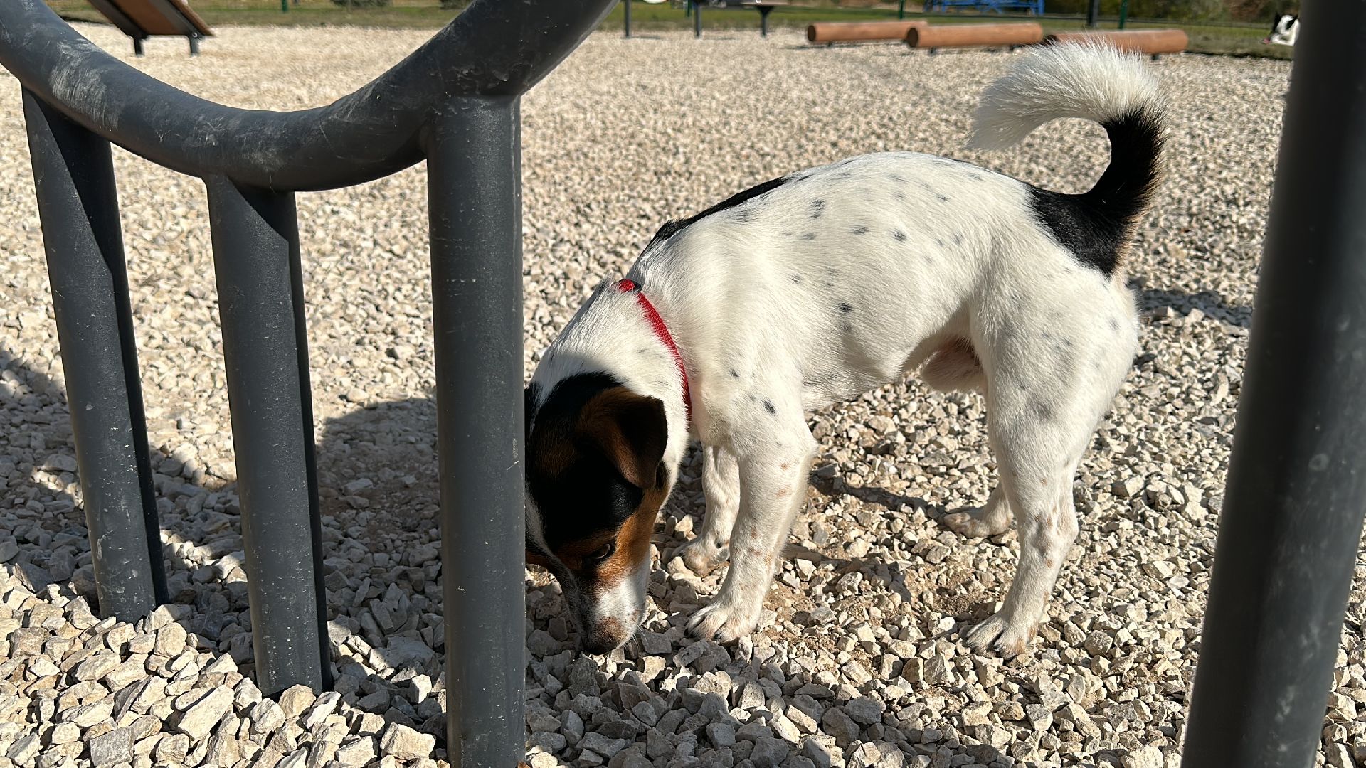 Одинцово, Благоустройство, Парки Подмосковья, Собаки,