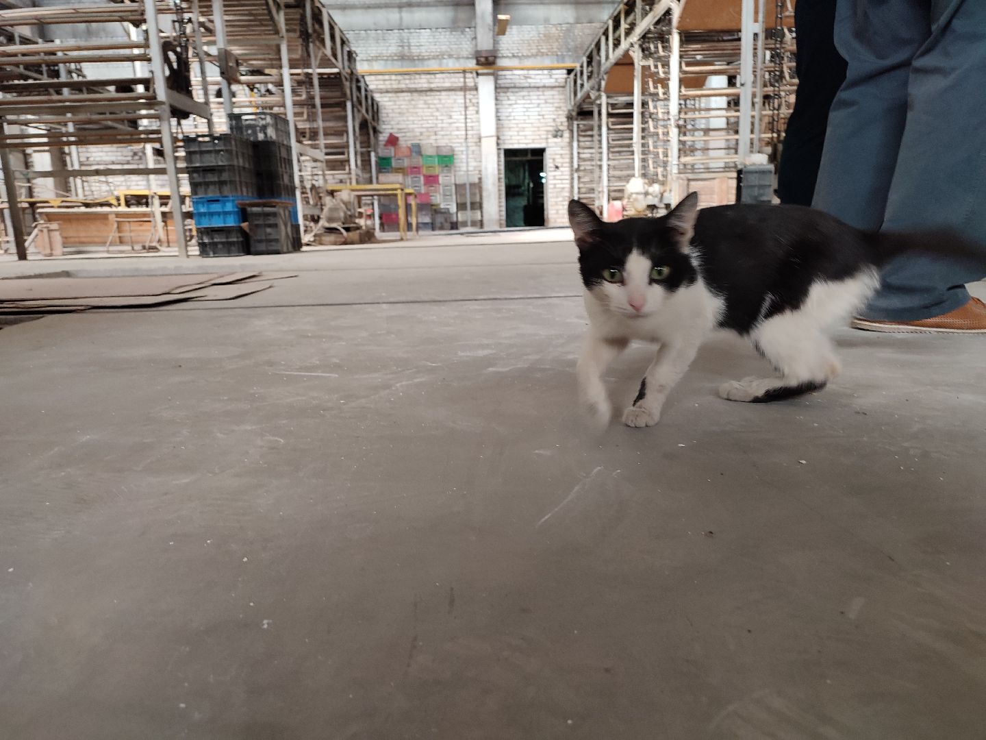 талдом, фарфор, фарфорвербилки, гарднер, история,