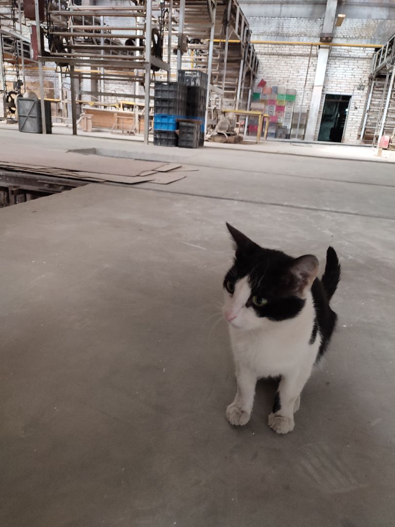 талдом, фарфор, фарфорвербилки, гарднер, история,