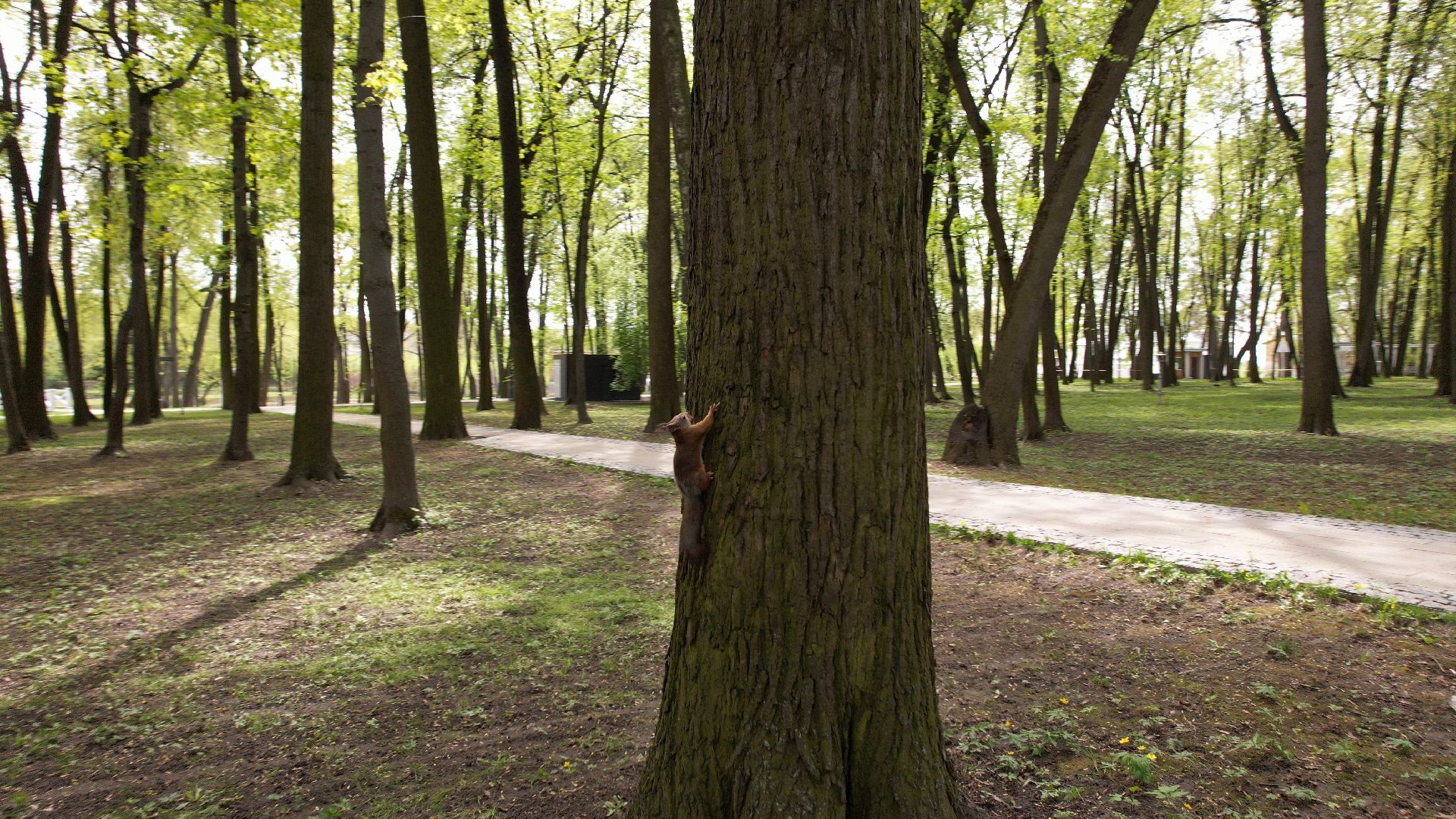 парк, кривякино, воскресенск,видео с коптера,