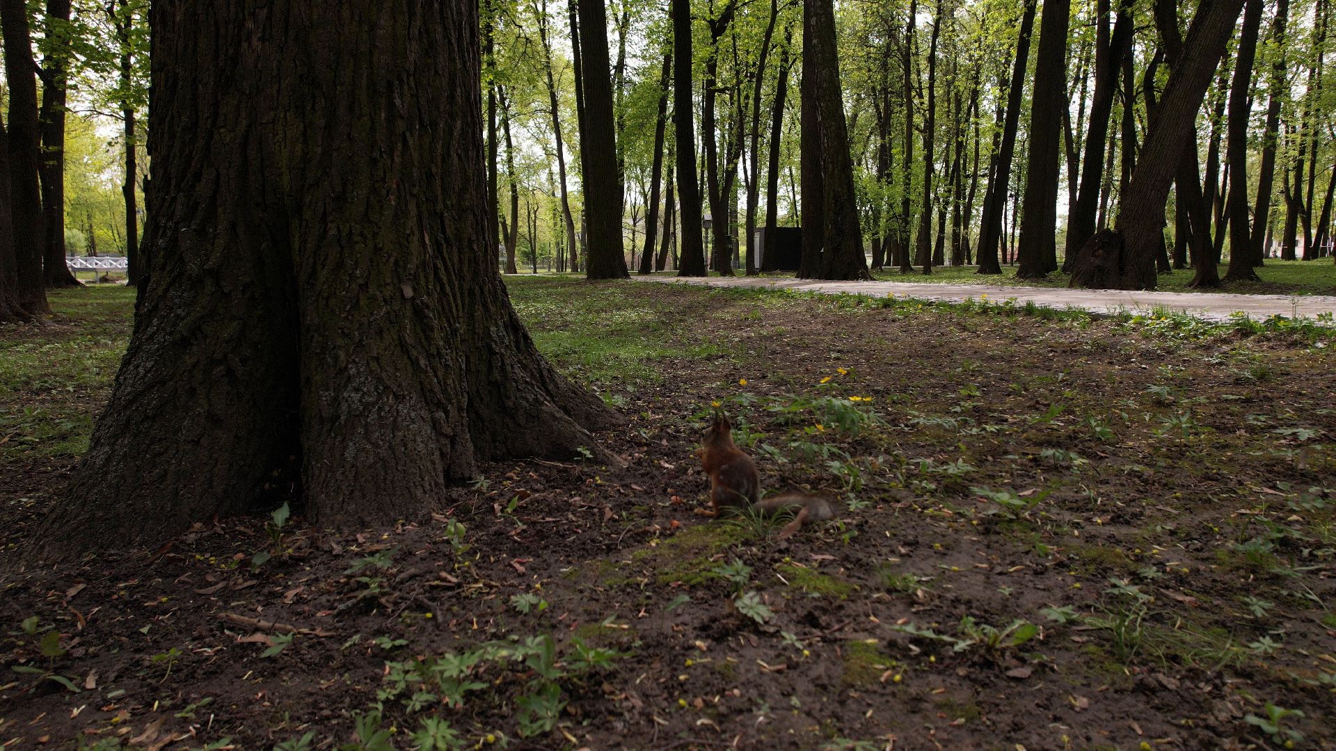 парк, кривякино, воскресенск,видео с коптера,