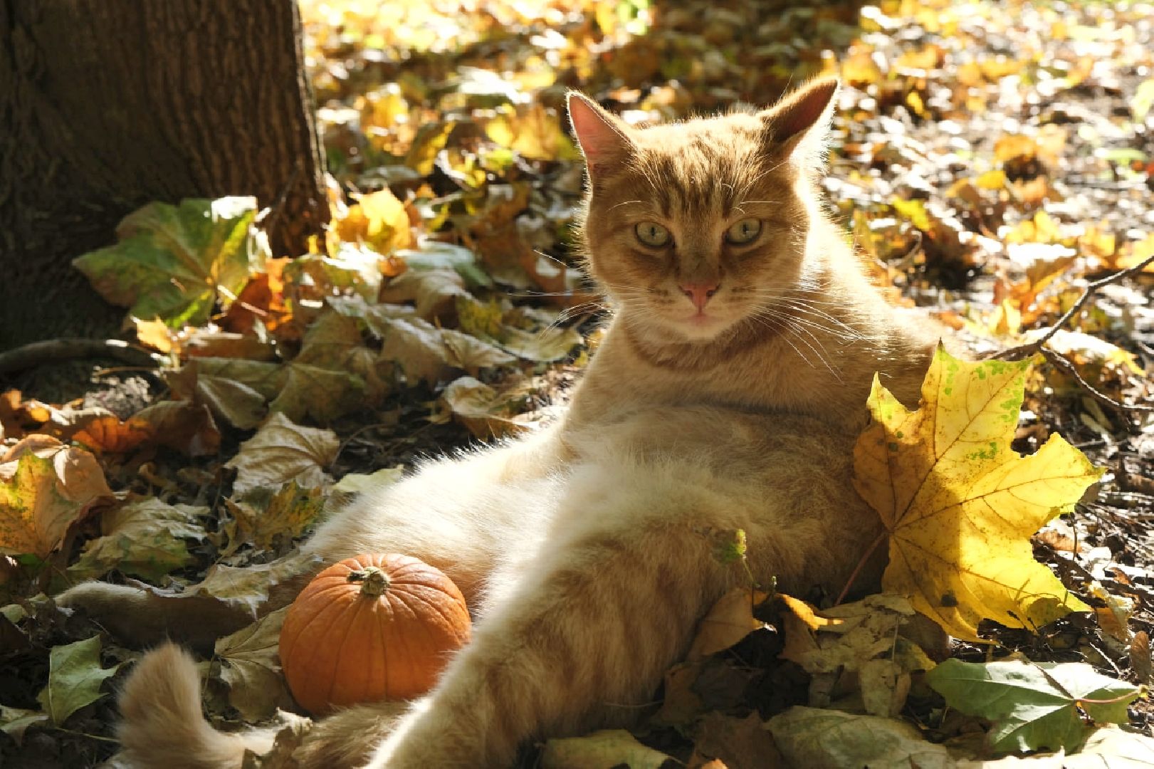 пущино, психология,