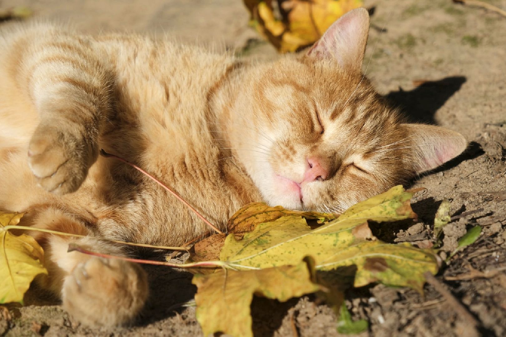 пущино, психология,