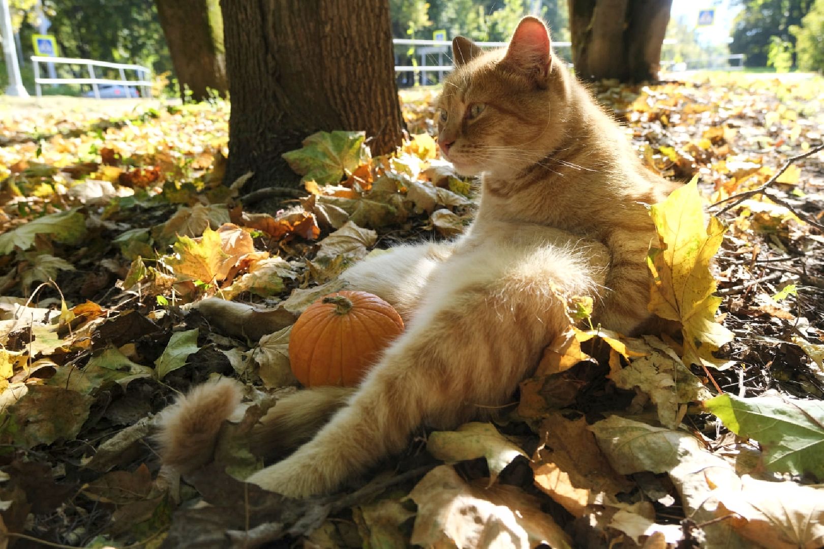 пущино, психология,