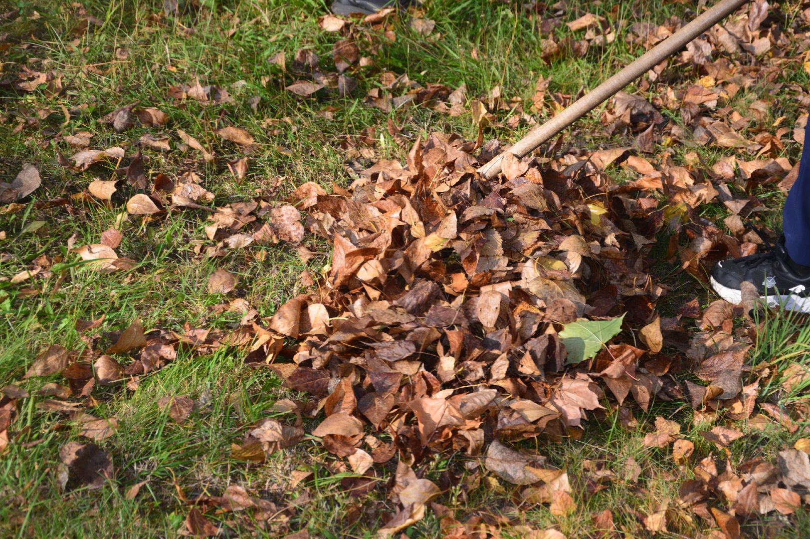 шатура, движение первых, волонтеры подмосковья, субботник, акция,