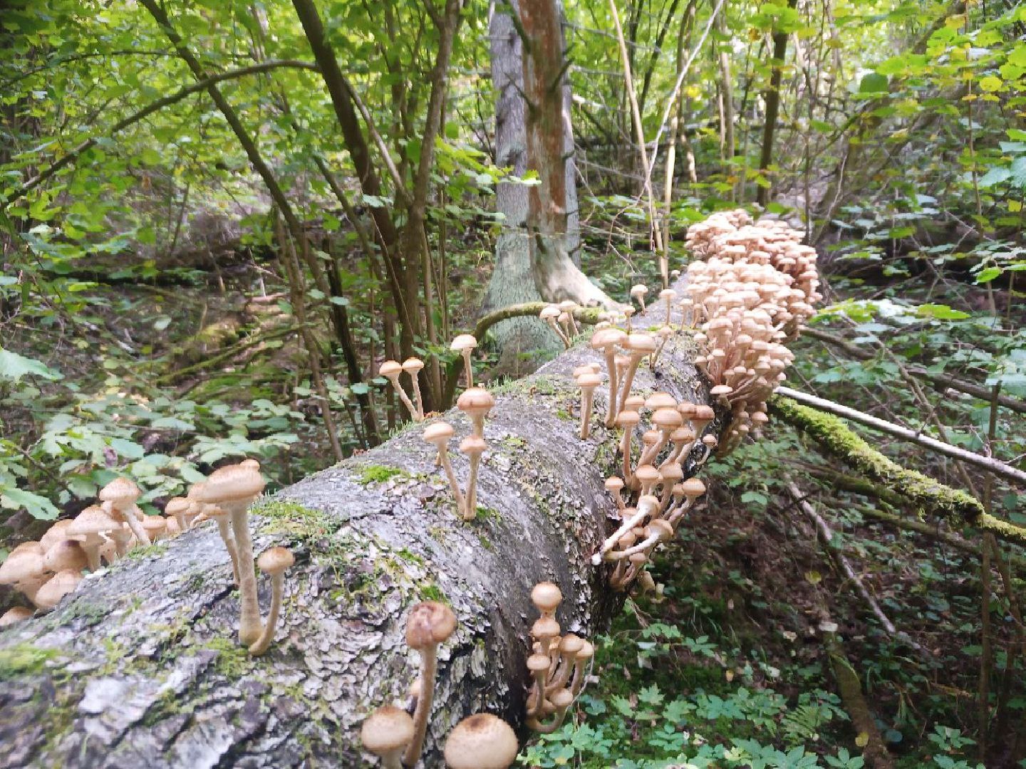 подмосковье, грибы,