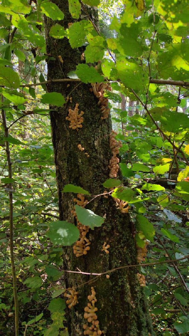 подмосковье, грибы,