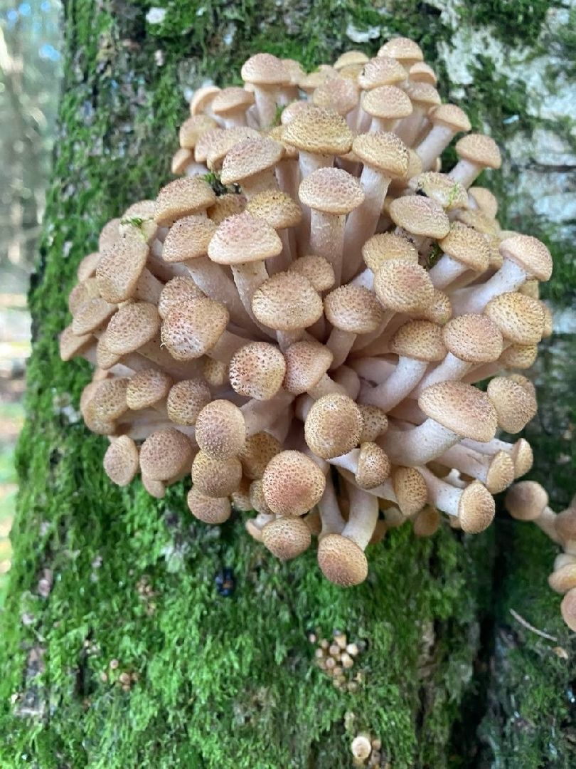 подмосковье, грибы,