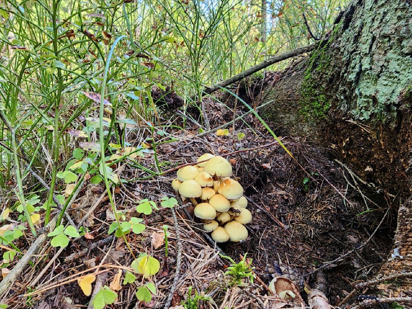 воскресенск, грибы, здоровье, общество, лес,