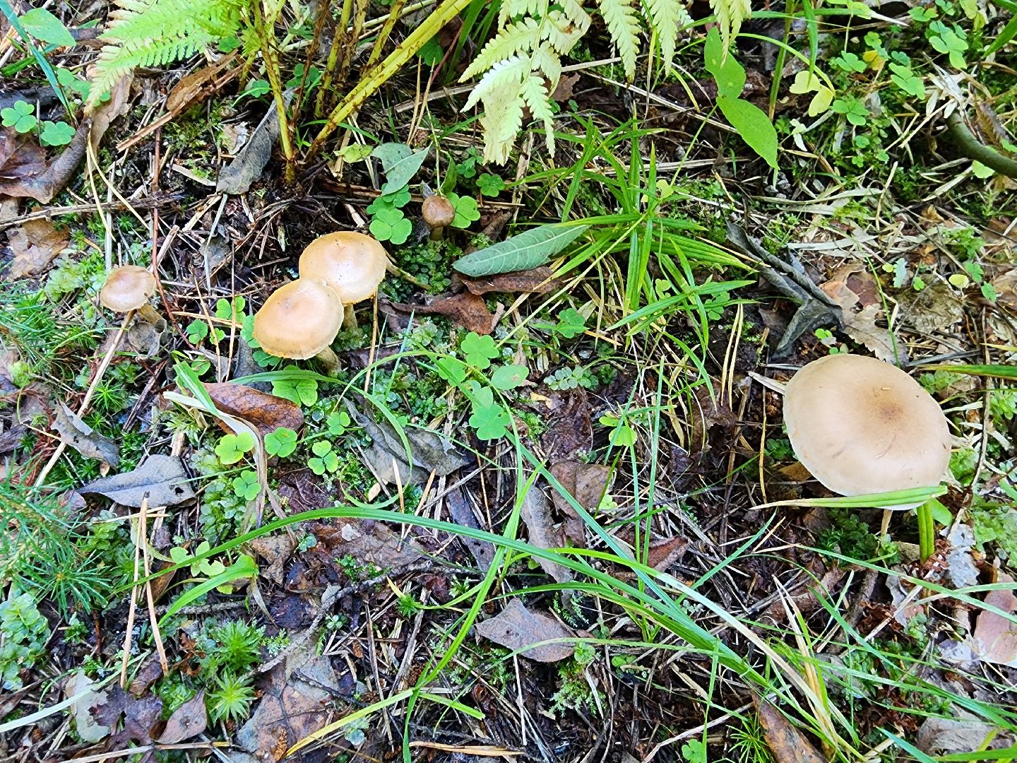 воскресенск, грибы, здоровье, общество, лес,